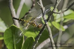 Celithemis martha