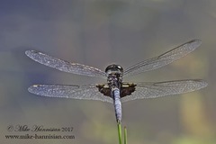 Celithemis martha