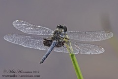 Celithemis martha