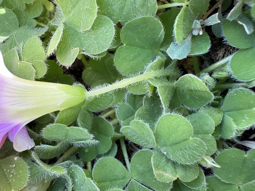 Oxalis zeekoevleyensis, photograph 6