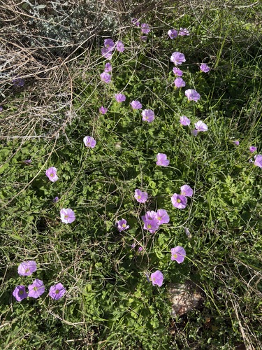 Oxalis zeekoevleyensis, photograph 5