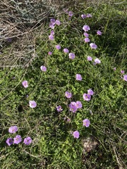 Oxalis zeekoevleyensis, photograph (c) Charleen Brunke, some rights reserved (CC BY)