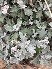 Artemisia stelleriana