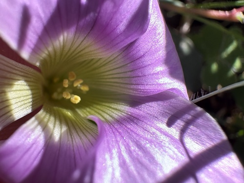 Hippo Sorrel (Oxalis zeekoevleyensis)