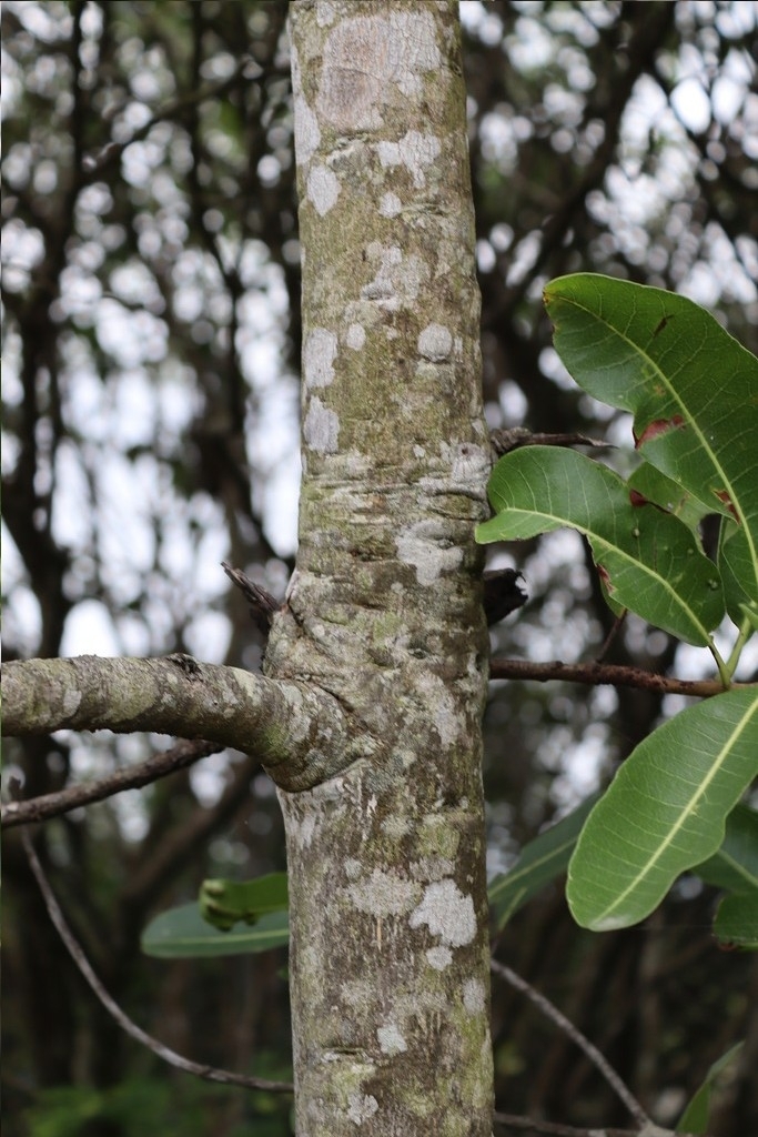 Buchanania axillaris