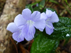 Barleria submollis