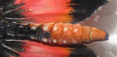Acraea anemosa