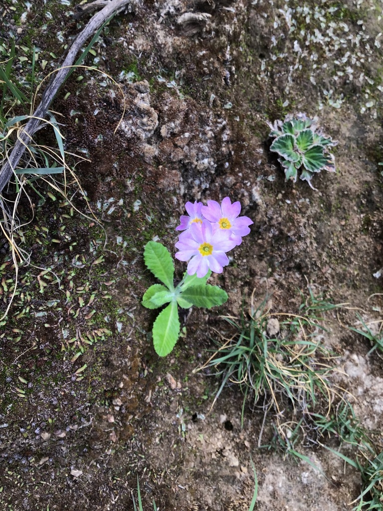 Primula jaffreyana