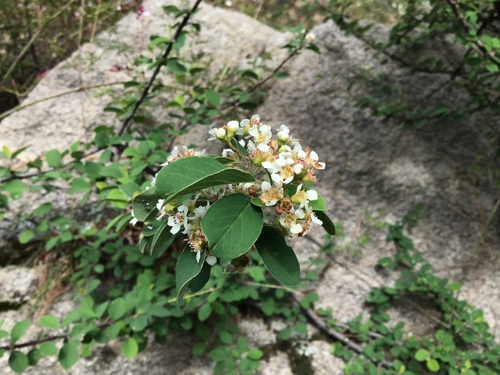 Cotoneaster obovatus
