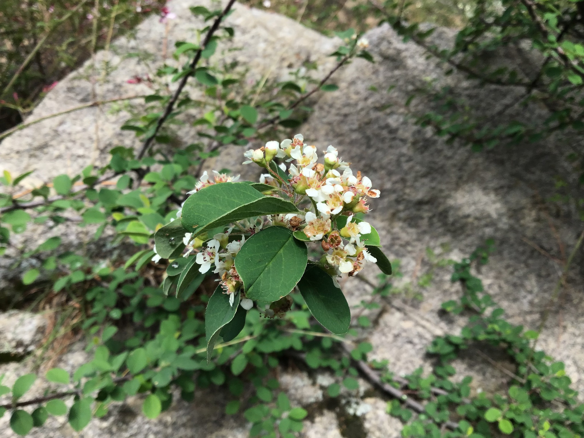 Cotoneaster obovatus