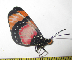 Acraea anemosa