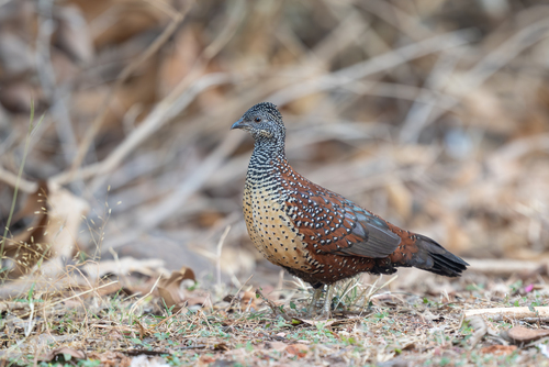 Painted Spurfowl (Galloperdix lunulata), photo 6