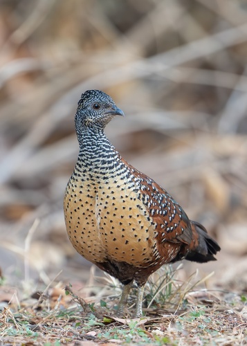 Painted Spurfowl (Galloperdix lunulata), photo 7