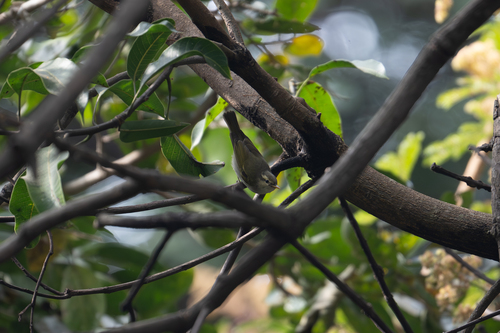 Western Crowned Warbler (Phylloscopus occipitalis), photo 8