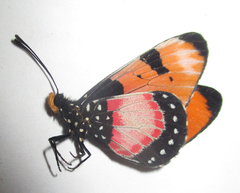 Acraea anemosa