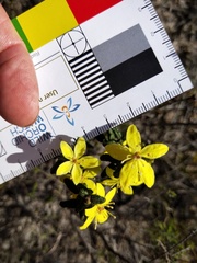 Asterolasia muricata