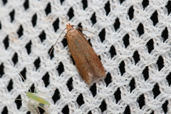 Xystophora pulveratella