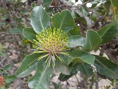 Banksia ilicifolia