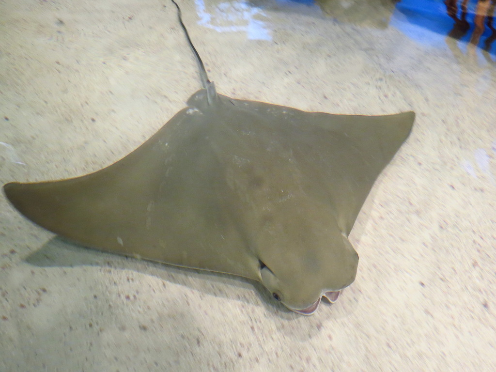 Cownose Ray
