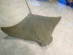 Cownose Ray photo 1