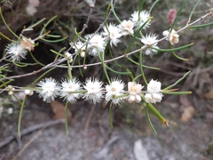Hypocalymma angustifolium