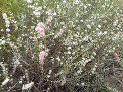 Hypocalymma angustifolium