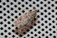 Scoparia subfusca