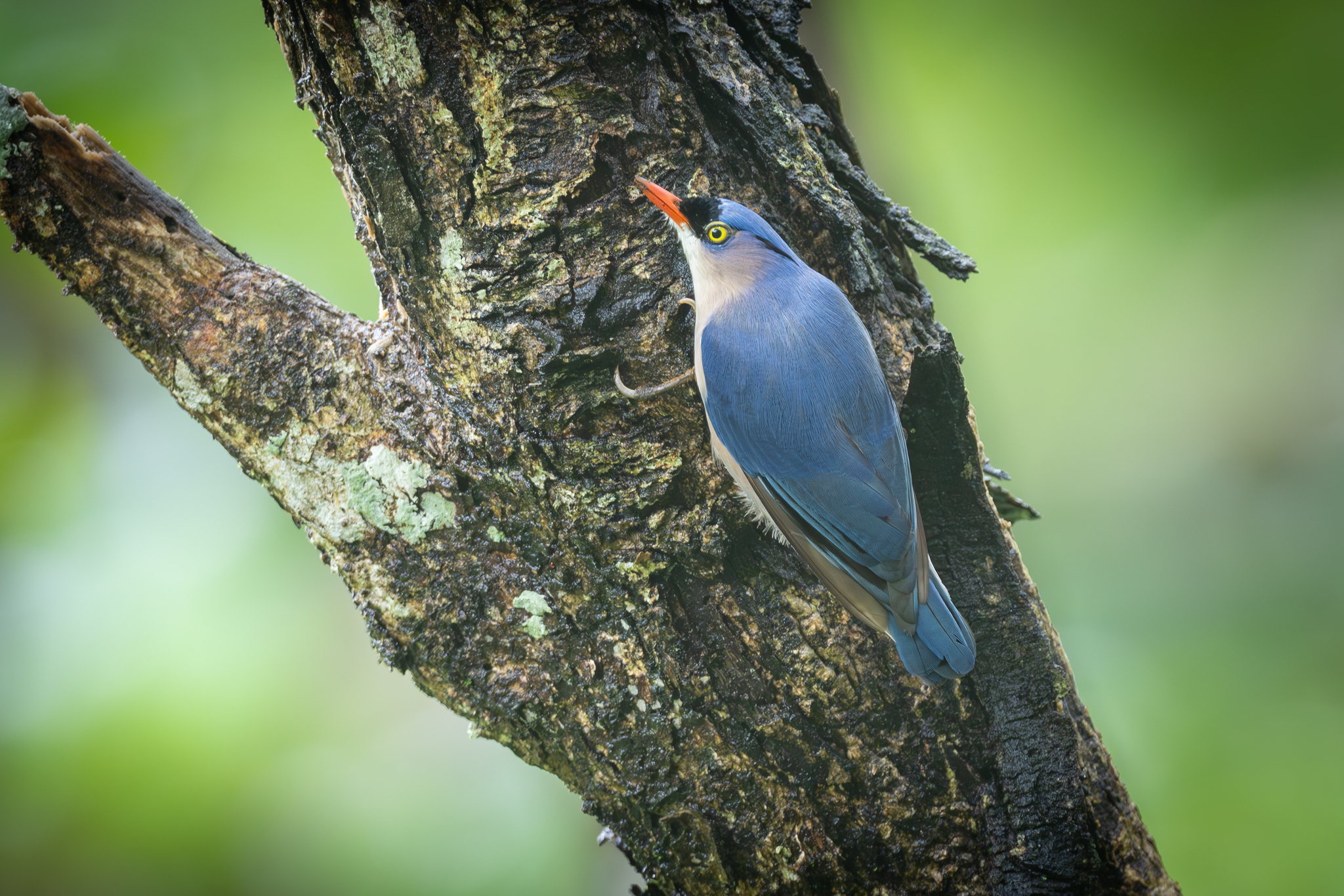 Velvet-fronted Nuthatch