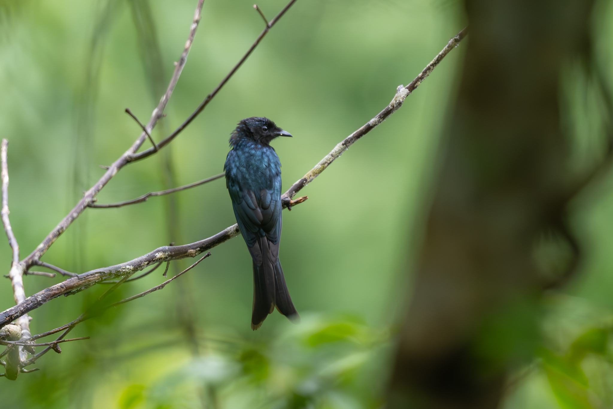 Bronzed Drongo