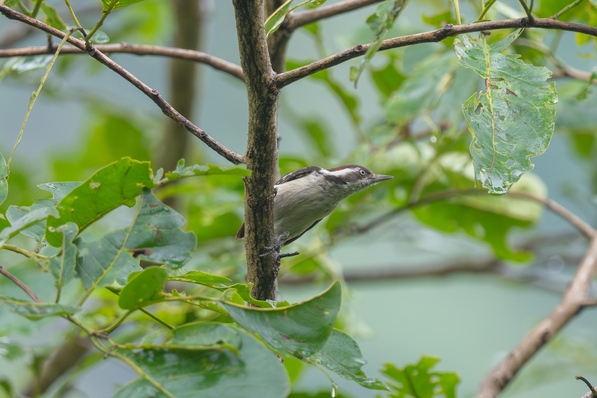 Brown-capped Pygmy Woodpecker