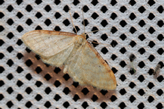 Idaea humiliata