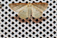 Idaea humiliata