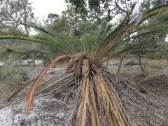 Macrozamia fraseri