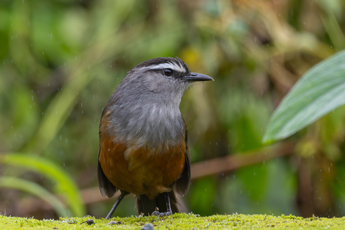 Palani Laughingthrush (Montecincla fairbanki), photo 7