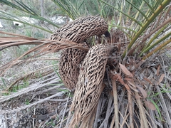 Macrozamia fraseri