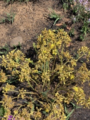 Triumfetta welwitschii