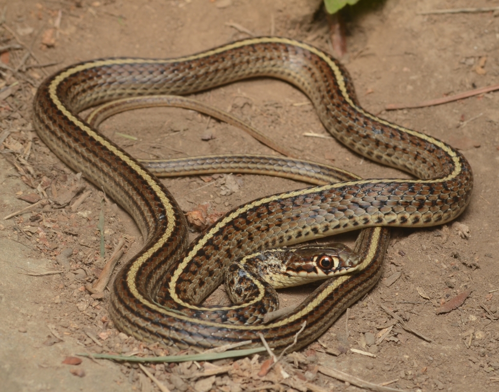Slender Racer