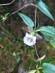 Tripterospermum lanceolatum