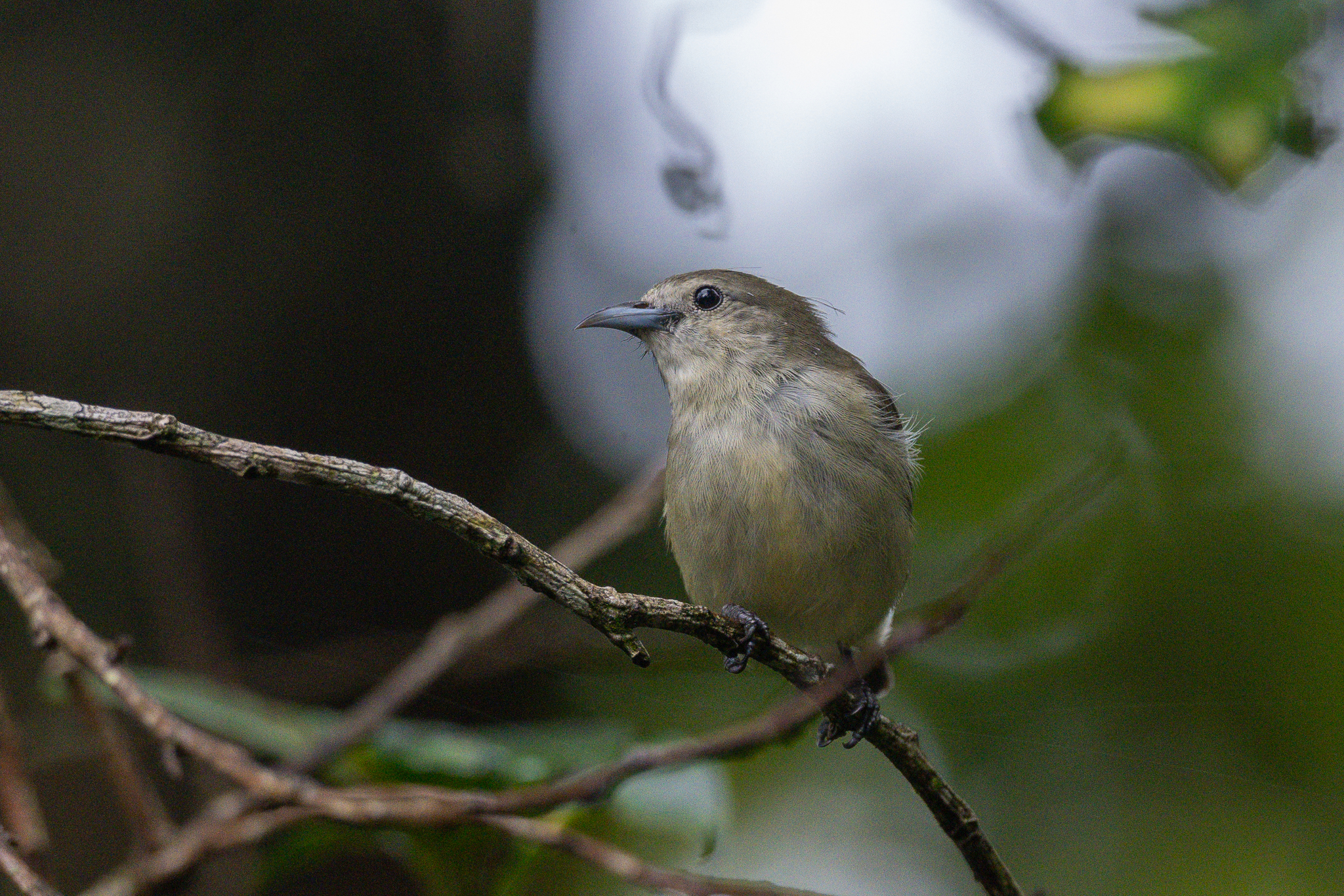 Nilgiri Flowerpecker