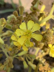 Triumfetta welwitschii