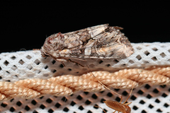 Lacanobia contigua