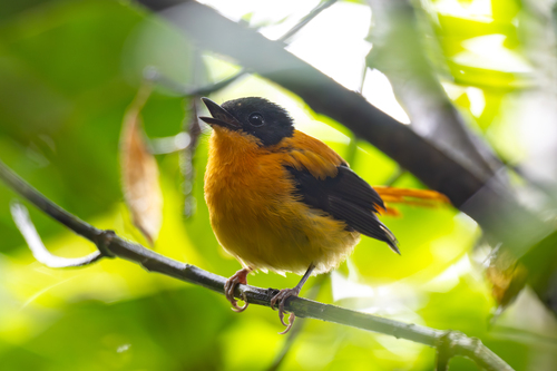 Black-and-orange Flycatcher (Ficedula nigrorufa), photo 10