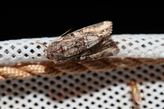 Lacanobia contigua