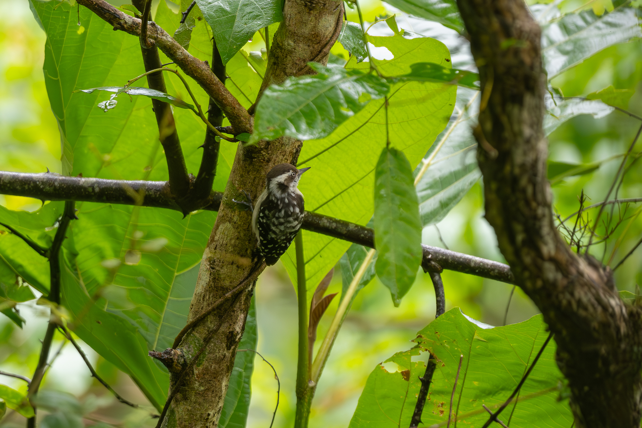 Brown-capped Pygmy Woodpecker