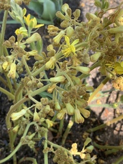 Triumfetta welwitschii