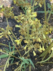 Triumfetta welwitschii