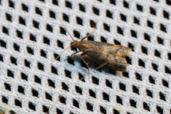 Euzophera fuliginosella