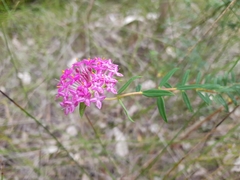 Pimelea rosea