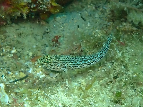 Gobius fallax