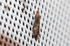 Euzophera fuliginosella